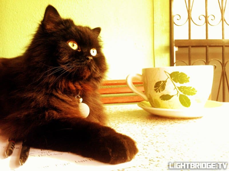 Black cats are awesome