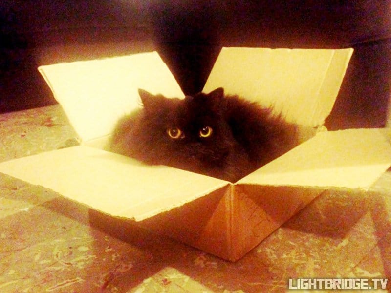 Black cats are awesome