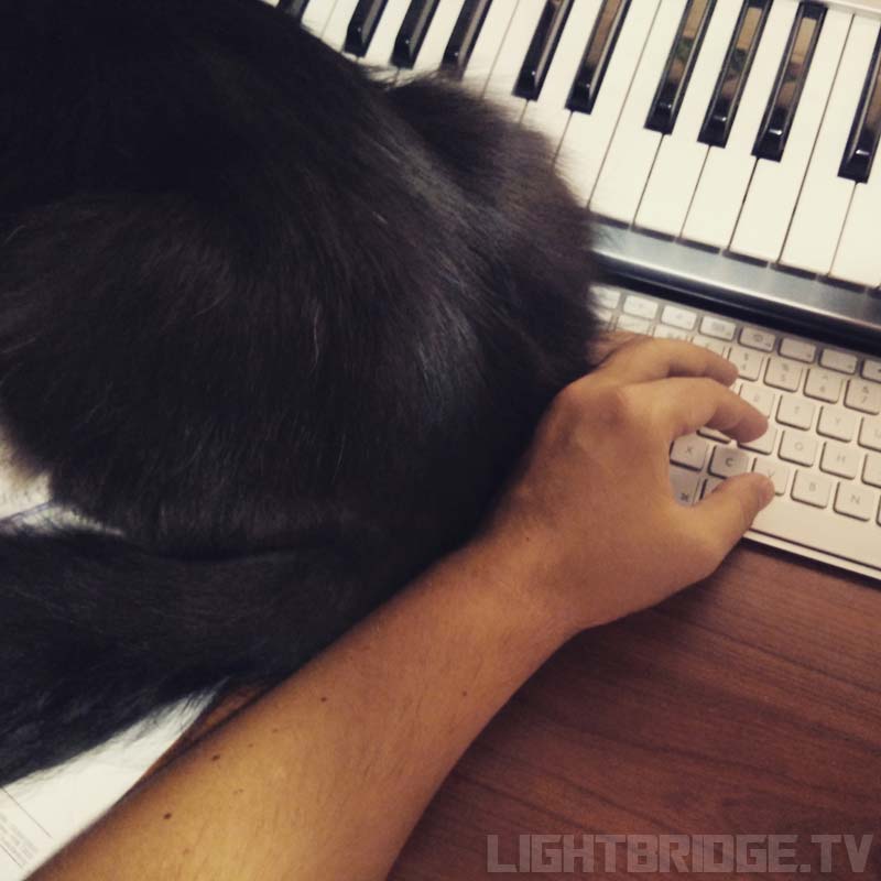 The best place to put my cat-butt is on your keyboard