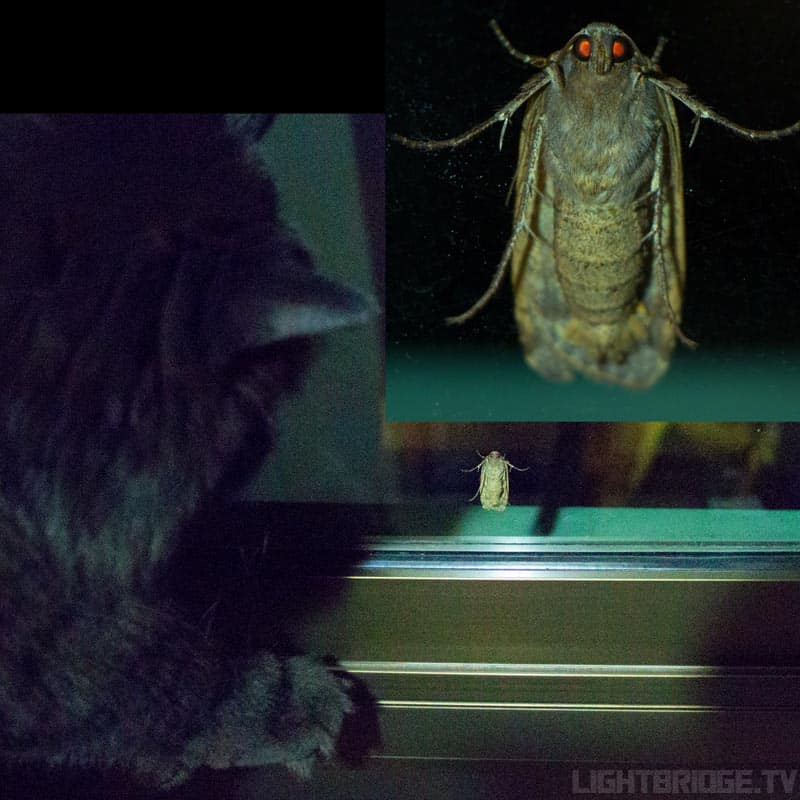 Alien Insect Meets Batman